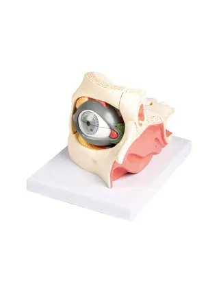 Eye in orbit with eyelid