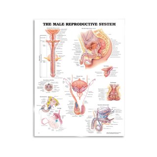 Male reproductive system poster