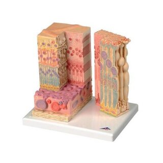 Microanatomy eyes