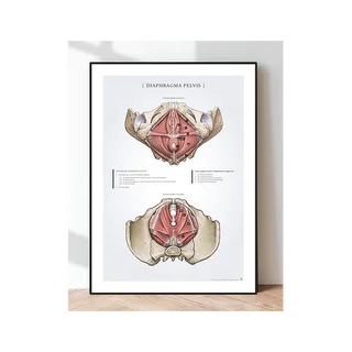 Poster Diaphragm Pelvis - pelvic floor in women