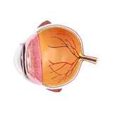 Half of the eye, enlarged