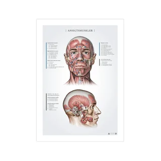 Facial muscles, anatomy records 50x70mm