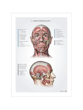 Facial muscles, anatomy records 50x70mm