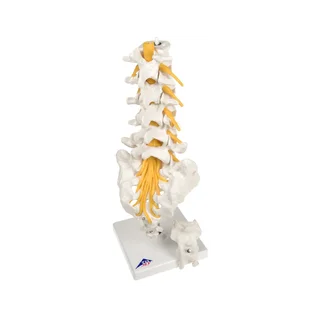 Flexible model of the lumbar vertebrae, sacrum and coccyx - 3B Scientific