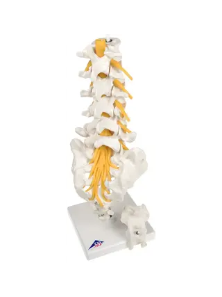 Flexible model of the lumbar vertebrae, sacrum and coccyx - 3B Scientific