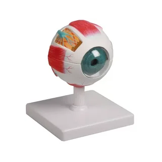 Eye model, 4 times life size, 6 parts