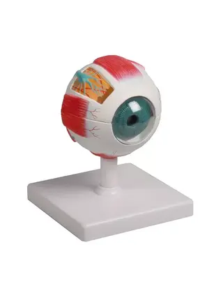Eye model, 4 times life size, 6 parts