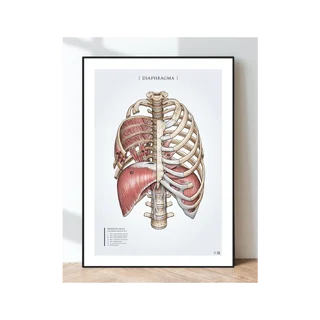 Poster anatomy - Respiratory muscle diaphragm and rib muscles