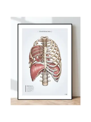 Poster anatomy - Respiratory muscle diaphragm and rib muscles
