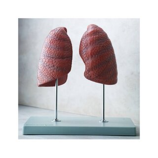 Right and left lung, independent