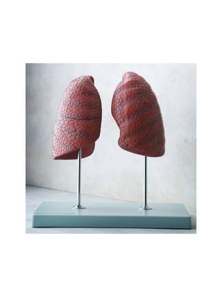 Right and left lung, independent