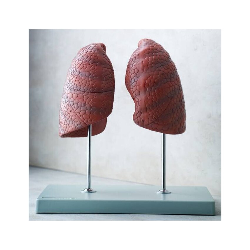 Right and left lung, independent