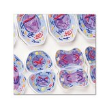 Meiosis model
