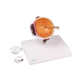 Half of the eye, enlarged