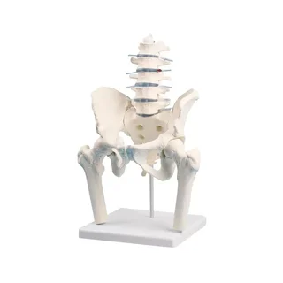The lumbar spine with pelvis and femoral stumps
