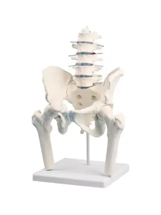 The lumbar spine with pelvis and femoral stumps