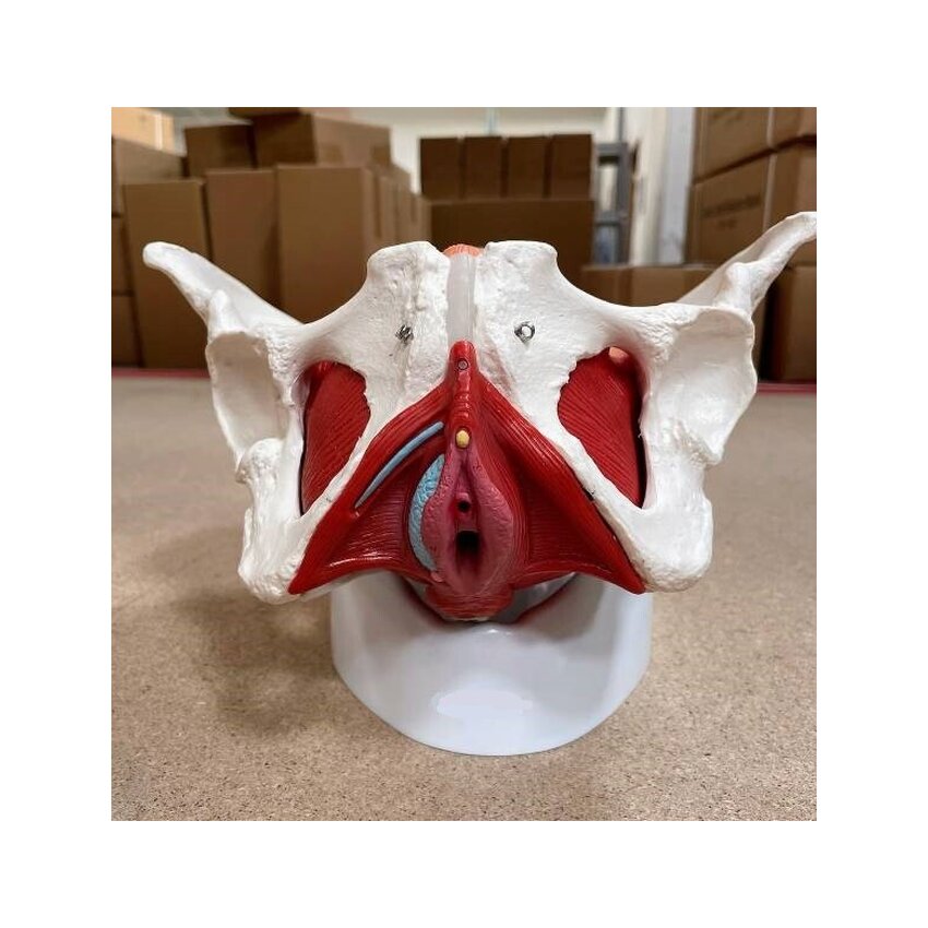 Female pelvis with muscles, uterus & bladder