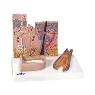 Skin model and nail model