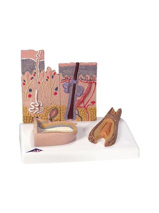 Skin model and nail model