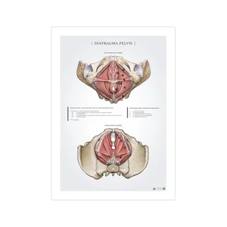 Poster about Diaphragm Pelvis - the female pelvic floor
