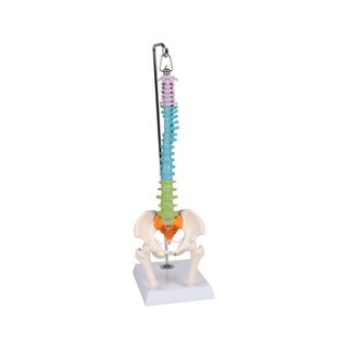 Miniature spine, didactic