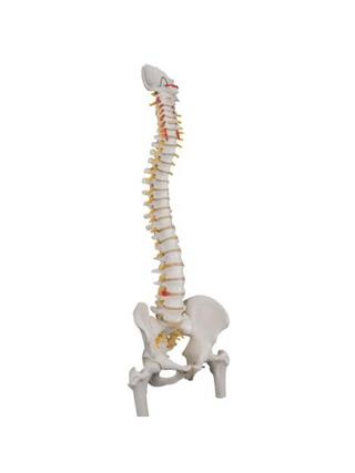 3B Scientific - Flexible spine model with parts of the femurs