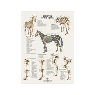 The horse's skeleton poster 60x80 cm