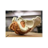 Female pelvis model with pelvic floor