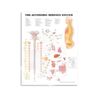 Autonomous nervous system laminated poster