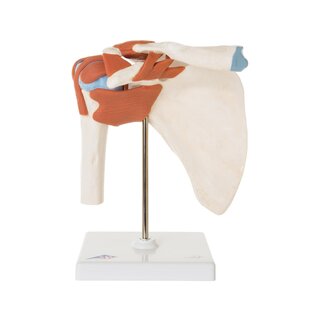 Flexible shoulder model with ligaments and colored joint surfaces