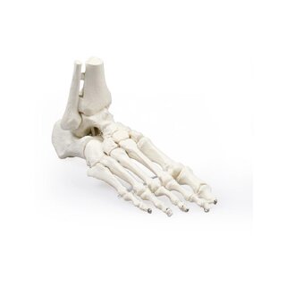 Foot skeleton that merges with magnets