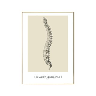 Anatomical art poster - CLASSIC1