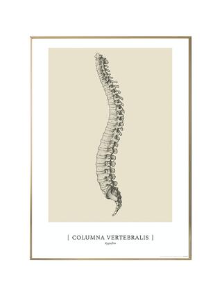 Anatomical art poster - CLASSIC1