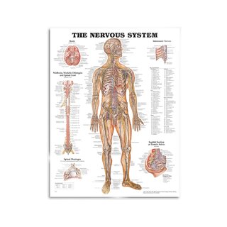 Anatomy poster - Nerves
