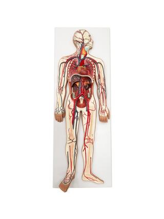 Model of the cardiovascular system