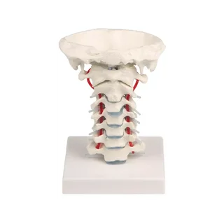 Cervical spine with stand