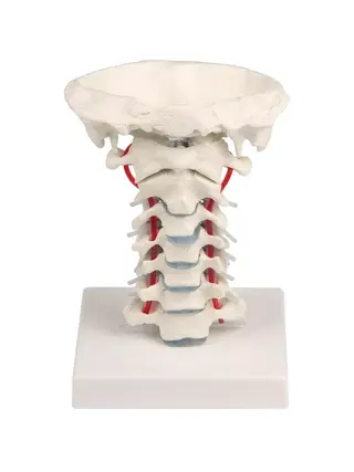 Cervical spine with stand