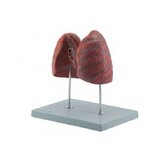 Right and left lung, independent