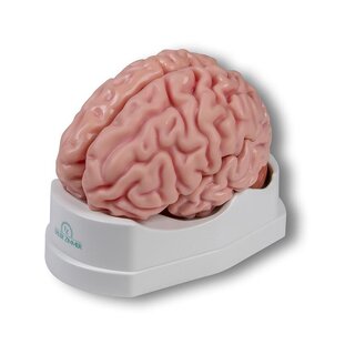 Anatomical brain model, life size, 5 parts