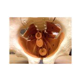 Female pelvis model with pelvic floor