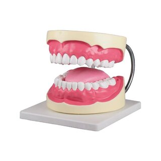 Dental hygienist tooth model