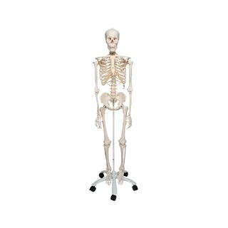 Skeleton, natural size from 3B Scientific