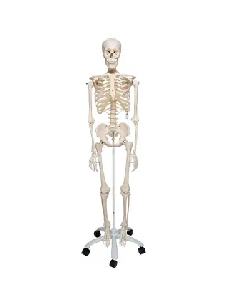 Skeleton, natural size from 3B Scientific