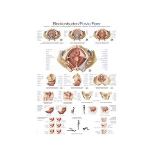 Pelvic floor 70x100 cm English and German, Latin laminated