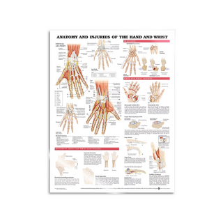 Poster - Anatomy and Pathology of the Hand and Wrist