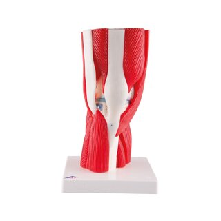 Muscle knee model in 12 parts