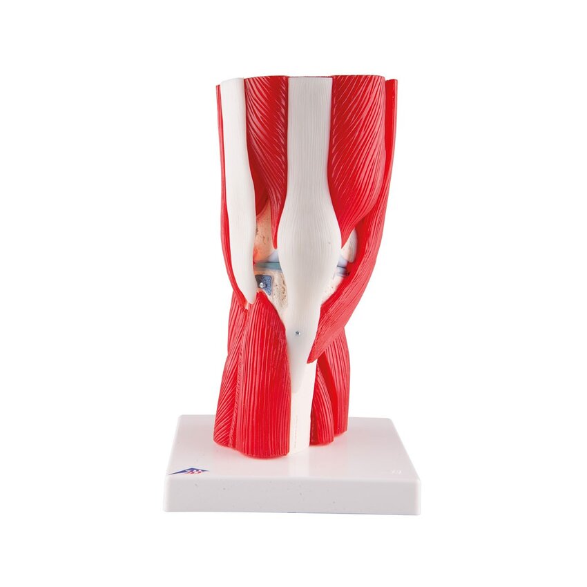 Muscle knee model in 12 parts