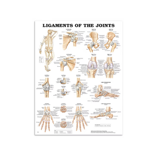 Laminated poster with leader and ligament English
