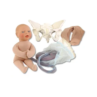 Reduced birth model for teaching
