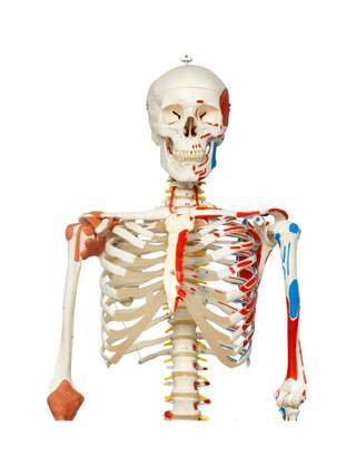 Skeletal model with moving spine, spinal nerves ligaments, etc.